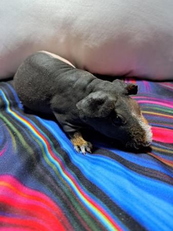 Image 3 of REDUCED. Baby Male Skinny Pigs For Sale - 2 LEFT
