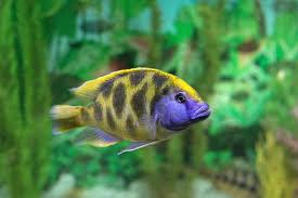 Preview of the first image of Pair of Venustus cichlids.