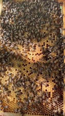 Image 18 of Bee Nucs overwintered 2024 for sale