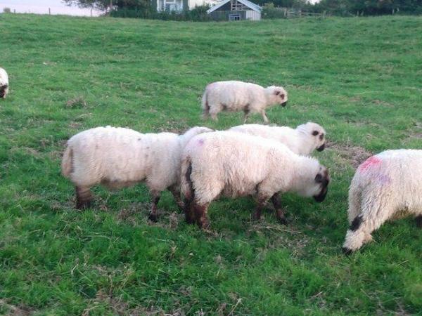 Image 5 of Valais Blacknose Cross Lambs, born 2023. Excellent pets or .