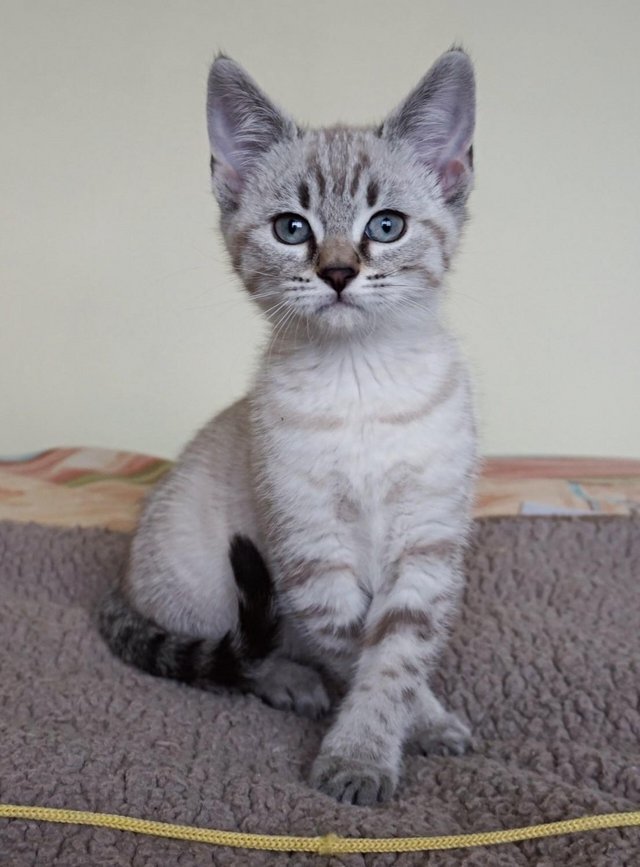 Mackerel Tabby White And Grey Spotted Cat Gray Striped Bengal Cat
