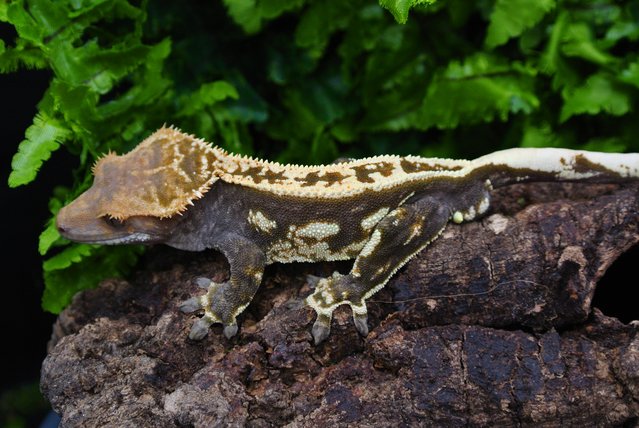 Image 5 of Black based imported Harlequin crested gecko male