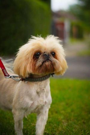 Image 5 of Nicky is an amazing imperial shih tzu