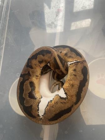 Image 2 of Female  Royal pythons for sale