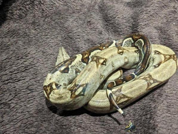 Image 9 of 100% Het. Kahl Albino Boa Constrictor Imperator Yearling