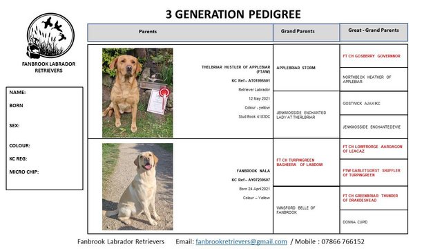 Image 15 of All pups now sold | Ready 3rd July