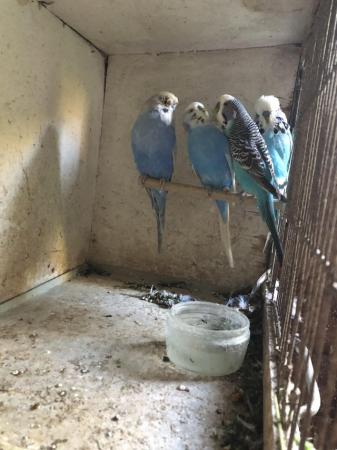 Image 3 of Baby budgies for sale blue and blue and white