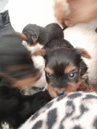 Image 2 of Yorkshire terrier puppies for sale.
