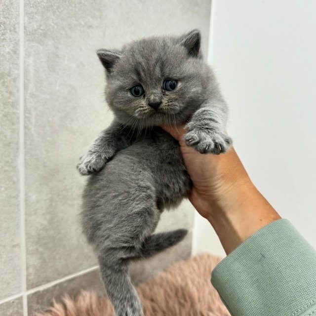 Preview of the first image of Gorgeous Pedigree British Shorthair Kittens GCCF.