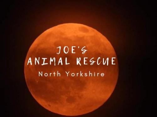 Preview of the first image of Animal Rescue - North Yorkshire.