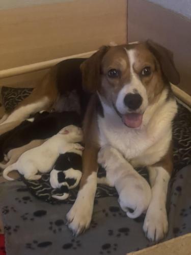 5 week old Bocker puppies For Sale in Colwyn Bay, Conwy | Preloved