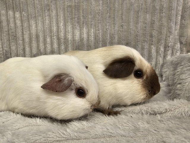 Preview of the first image of Guinea pig California sow pair.