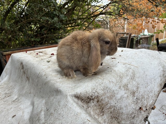 Mini lop baby boy bunny — photo 3 of 4