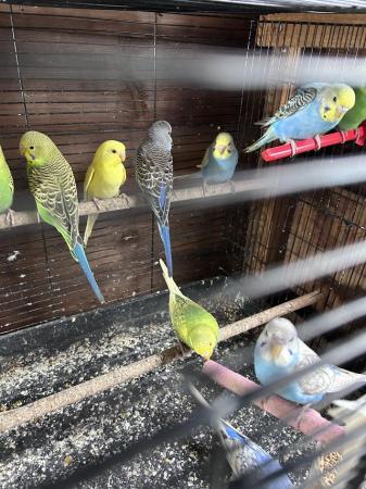 Image 6 of Baby budgies for sale various colors