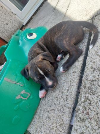 Image 4 of Beautiful Staffordshire bull terriers puppys