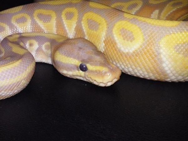 Image 7 of NEW...ROYAL PYTHON MORPHS & OTHER SNAKES NOW IN STOCK
