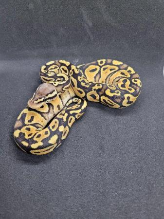 Image 4 of Various ball pythons for sale 2021-2023