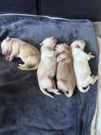 Image 10 of 8 GORGEOUS YELLOW/FOX RED  KC LAB PUPPIES FOR SALE!