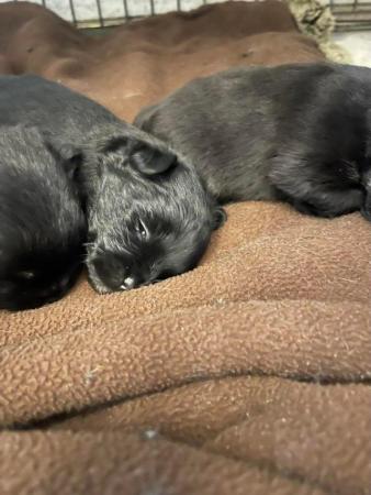 Image 12 of Beautiful Black Maltese-Pomeranian Puppies
