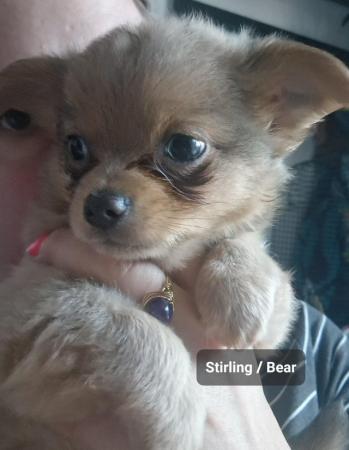 Image 26 of Super fluffy long-haired Chihuahua puppies