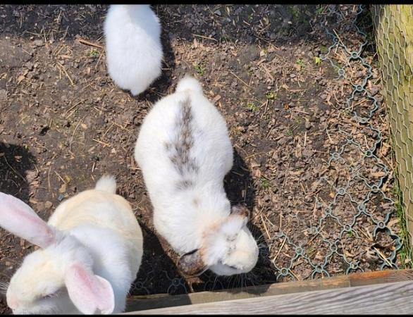 Image 10 of Beautiful and friendly white and black & white bunnies - 3 l