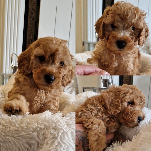 Preview of the first image of Last 2 Ready f1 cavapoo male puppies reduced apricot.