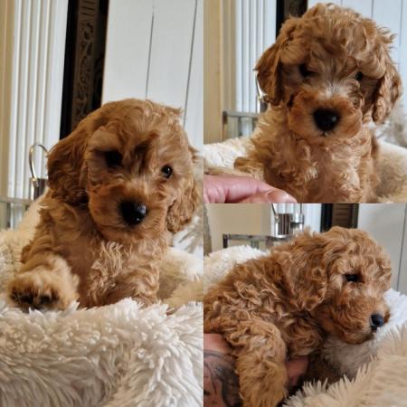 Image 1 of Last 2 Ready f1 cavapoo male puppies reduced apricot