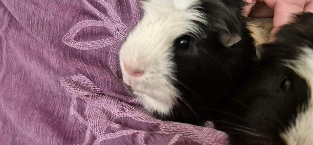 Image 2 of 2 x Male Guinea Pigs (brothers)