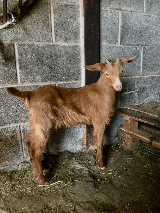 Preview of the first image of Pure bred Golden Guernsey billy kid..
