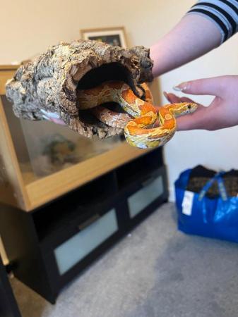 Image 7 of 10 year old corn snake and setup for sale