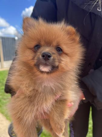 Image 1 of Pomeranian puppies extra fluffy 1 girl and 1 boy available