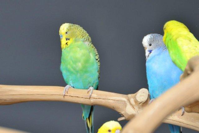 Image 4 of Baby budgies for sale,19