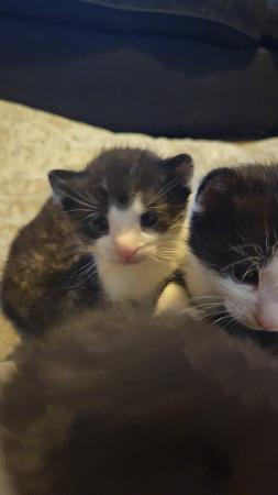 Image 4 of Kittens for sale available from 18th may