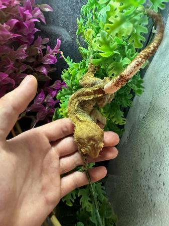 Image 5 of Adult male crested gecko