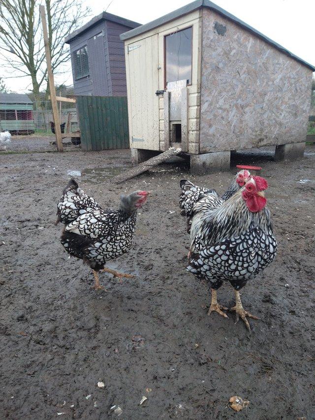 Preview of the first image of Hens - Silver laced and Gold Partridge Wyandotte bantams.