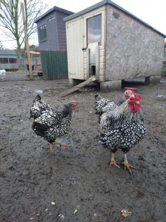 Image 1 of Hens - Silver laced and Gold Partridge Wyandotte bantams