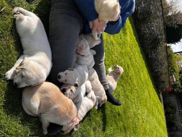 Image 13 of Gorgeous Chunky Labrador x Golden Retriever Puppies
