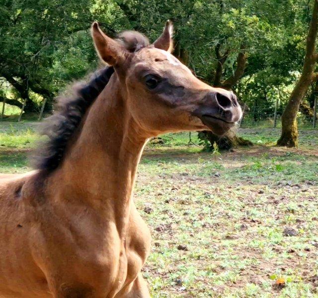 Preview of the first image of Purebred registered Arabian filly.