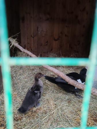 Image 2 of Hatchling Wild Muscovy Ducks for sale
