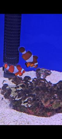 Image 1 of Clownfish Pair Marine Fish