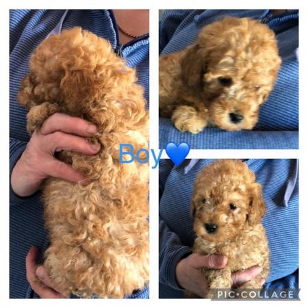 Image 12 of toy poodle puppy’s ready now!!