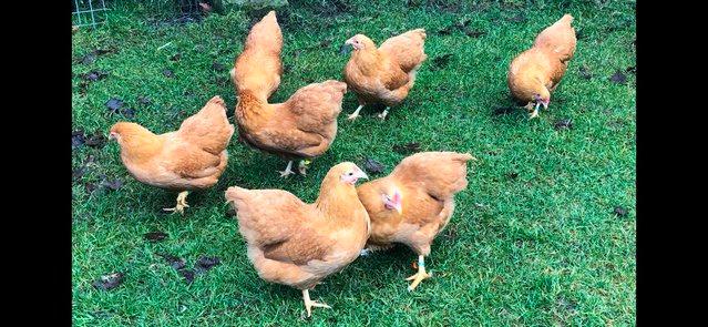 Image 18 of *POULTRY FOR SALE,EGGS,CHICKS,GROWERS,POL PULLETS*