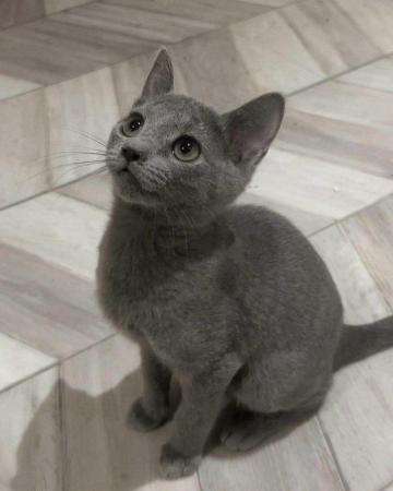 Image 10 of 6 Full pedigree russian blue kittens. GCCF registered.