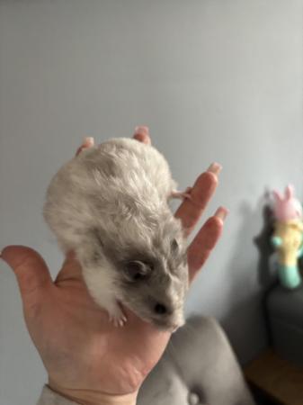 Image 4 of Female hamster needing new home