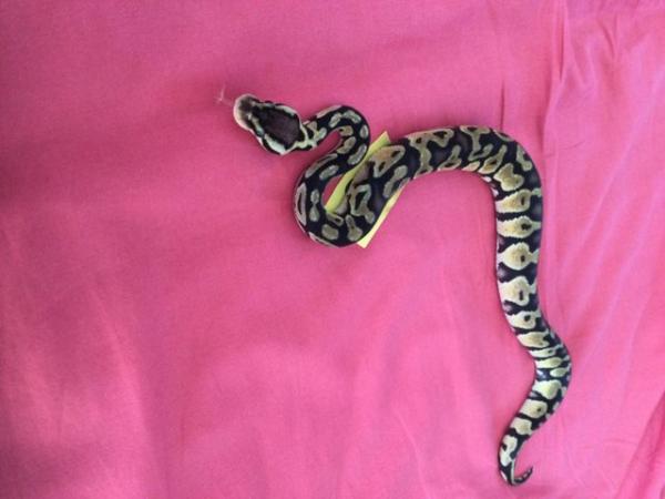 Image 2 of Female Pastel baby royal python.