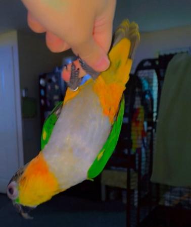 Image 4 of SUPER TAME CAIQUE WITH LARGE CAGE