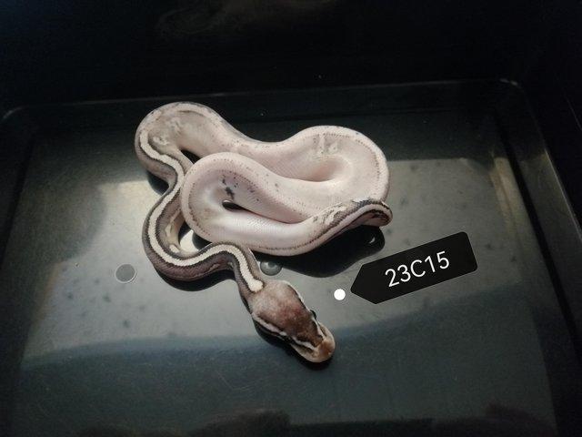 Preview of the first image of Royal Python male Lemon Black Oreo Blizzard.