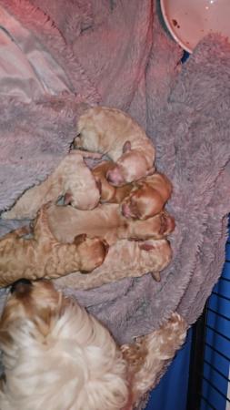 Image 7 of Cockapoo puppies for sale blonde and red
