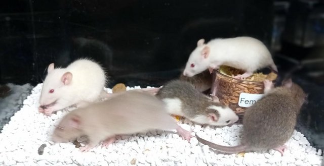 Image 29 of Baby Dumbo and Straight eared Rats