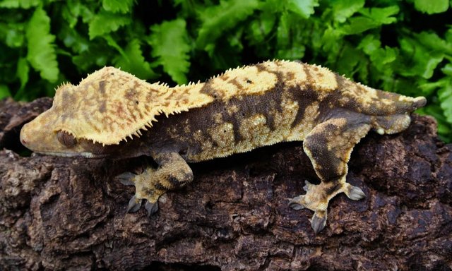 Image 5 of Harlequin male Crested geckos